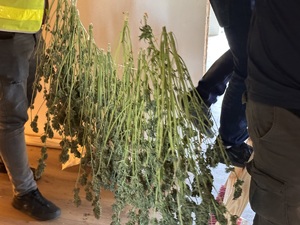 zdjęcie kolorowe: zabezpieczone przez opolskich kryminalnych narkotyki