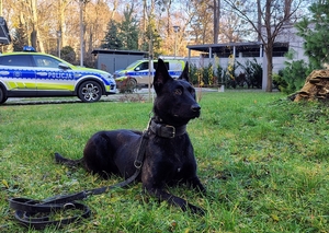 CZARNY PIES ZE SMYCZĄC